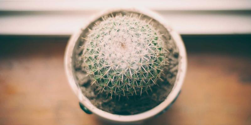 加拿大落基山脉观光火车终极指南：VIA Rail与落基山登山者号全景体验及预订攻略